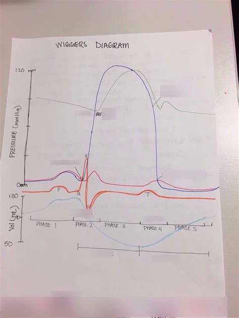 Wiggers Diagram Diagram Quizlet