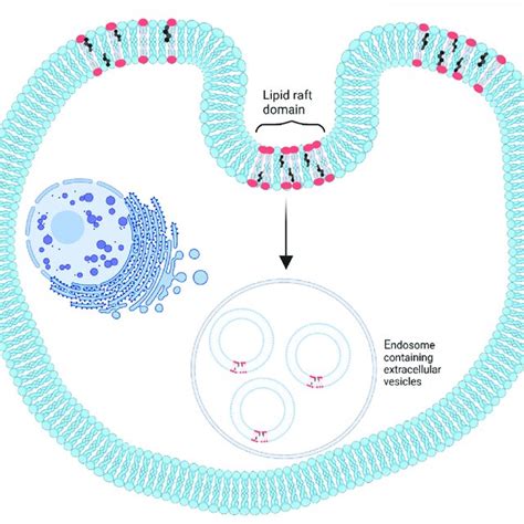 A Schematic Of Common Lipid Classifications B Schematic Of Common Download Scientific