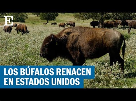 Los Bisontes Renacen En Estados Unidos Gracias A Las Tribus Ind Genas