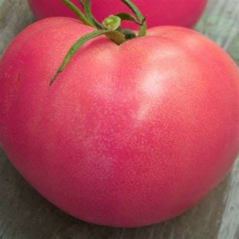 The Best Varieties Of Undersized Tomatoes For Greenhouses Healthy