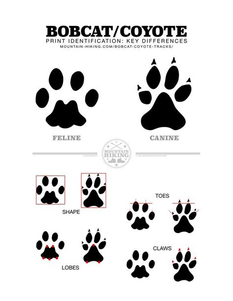 Bobcat Vs Coyote Track Identification Spot The Differences