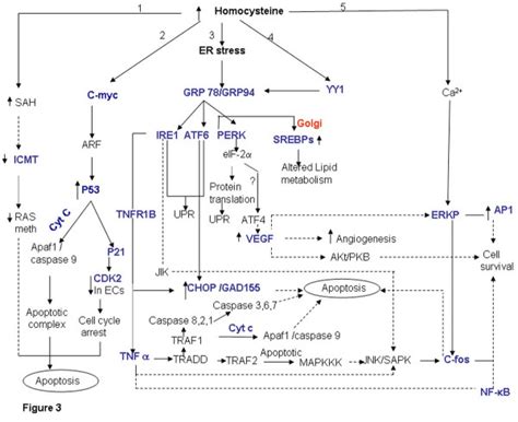 Elevated homocysteine levels and apoptosis. Elevated levels of... | Download Scientific Diagram