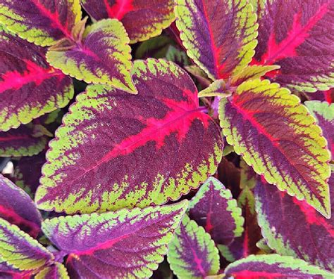 Chartreuse Red Variegated Coleus Leaf Crafty For Home