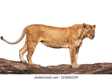 831 Lioness side view Images, Stock Photos & Vectors | Shutterstock