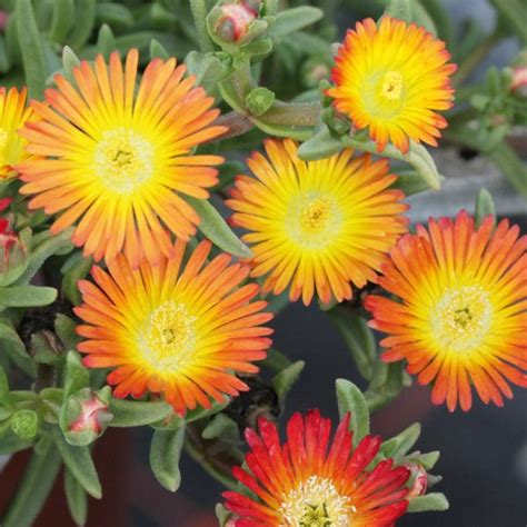 Delosperma Suntropics Copper Proctors Nursery