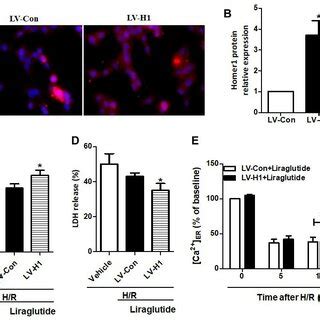 Effect Of Homer Overexpression On Liraglutide Induced Cardiomyocyte