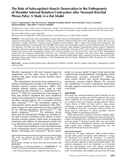 Pdf The Role Of Subscapularis Muscle Denervation In The Pathogenesis