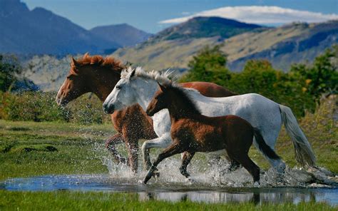Beautiful Horses Wallpapers - Wallpaper Cave