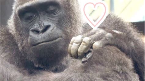 Gorilla Mom Genki Who Cried When She Was Separated From Gentaro Is