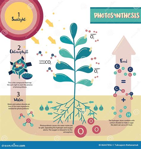 Photosynthesis Process Tree Produce Oxygen Using Rain And Sun Diagram