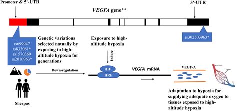 The Blunted Vascular Endothelial Growth Factor A Vegf A Response To