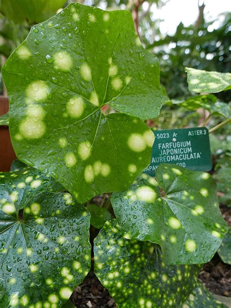 Botanisk Have K Benhavn Retroplanter