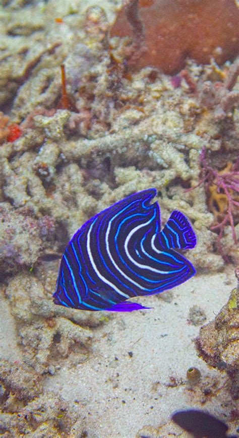 Poisson Ange Français Juvénile Juvenile French Angelfish