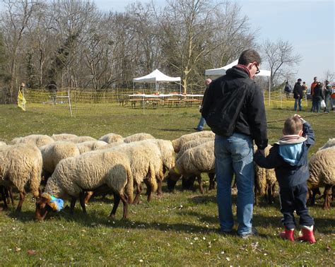 Retour Sur La Transhumance De Printemps Nature En Ville Cergy Pontoise