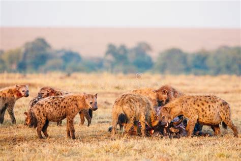 Hyena Pack stock photo. Image of scabengers, travel, hyenas - 11847318