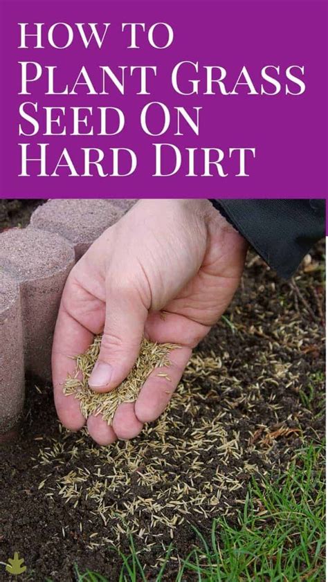 How To Plant Grass Seed On Hard Dirt Planting Grass Grass Seed