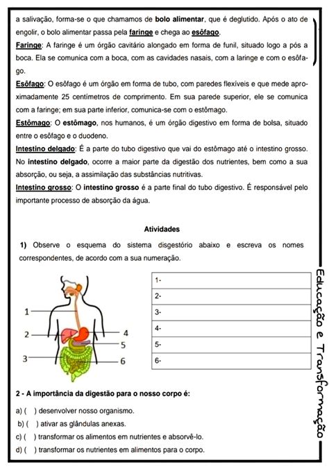 Atividades Sistema Digestório 5o Ano Gabarito BRAINCP