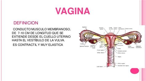 Anatomia Genitales Femeninos