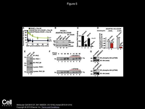 Interaction With AKAP79 Modifies The Cellular Pharmacology Of PKC Ppt