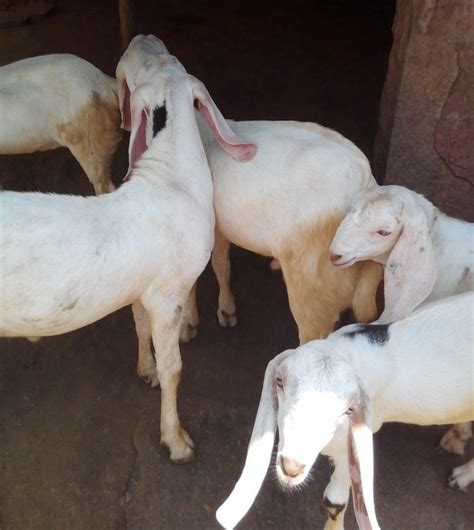 White Male Sojat Goat Farming 20 Kgs To 50 Kgs At Rs 350 Kg In Ajmer