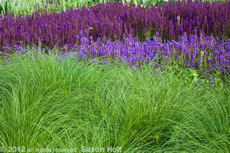 Prairie Dropseed Sporobolus Heterolepis In Lurie Garden