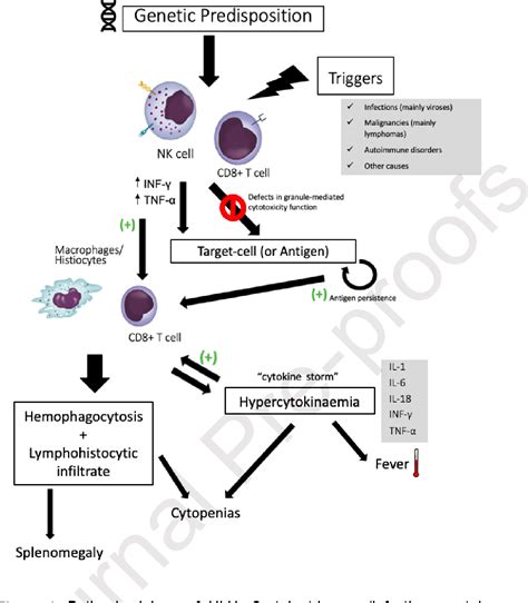 Figure 1 From Hemophagocytic Lymphohistiocytosis In Adults A Key Issue