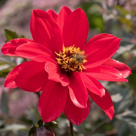 Peony Flowering Dahlia Bulbs | American Meadows