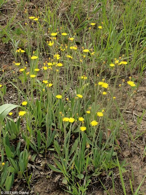 Hieracium Caespitosum Meadow Hawkweed Minnesota Wildflowers