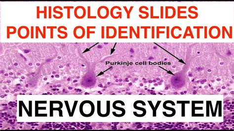 Nervous System Histology YouTube