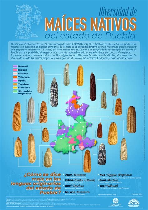 Pdf Diversidad De Ma Ces Nativos Del Estado De Puebla