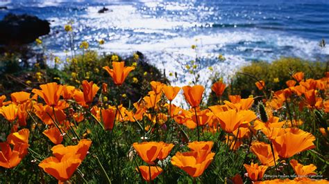 California Poppy Wallpapers - Wallpaper Cave