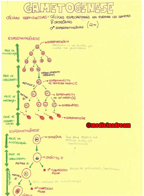 Mapa Mental Gametogenese Baixe Gratis Em Pdf Mapas Mentais Mapa Images