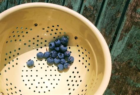 blueberry-harvest – An Eastbourne Diary