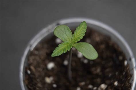 Cómo obtener tu permiso para cultivar y transportar cannabis