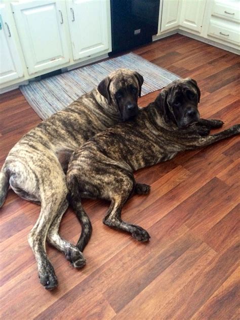 My English mastiffs | Mastiff puppies, English mastiff, English mastiff ...