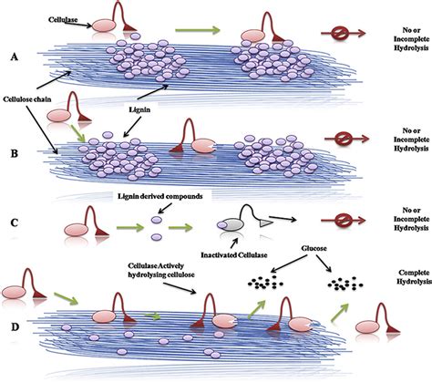 Non Productive Adsorption Of Cellulase Onto Lignin A Physical