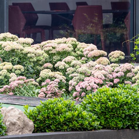 Sedum Autumn Joy Ian Barker Gardens