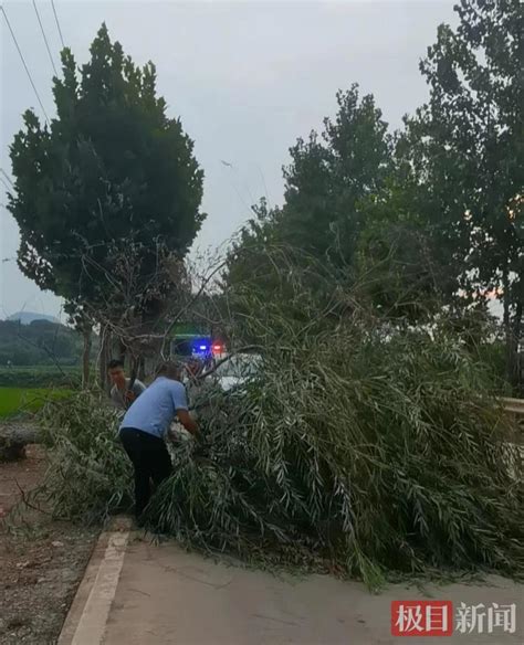 大树被暴风折断，警民联手清路障保畅通 腾讯新闻