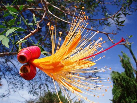 16. Baobab Flower - Reef Doctor - Marine Conservation