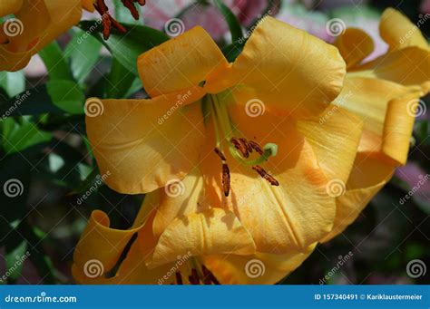 Lily flower in the garden stock image. Image of plant - 157340491