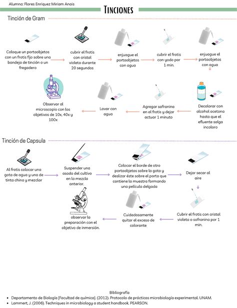esquema tinciones enjuague el portaobjetos con agua Tinción de Gram