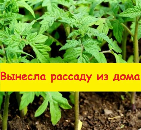 Вынесла рассаду помидоров из дома в теплицу, в пасмурный день буду ...