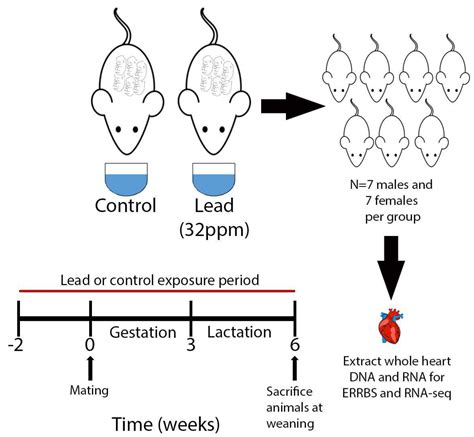 Toxics Free Full Text Perinatal Lead Exposure Promotes Sex Specific