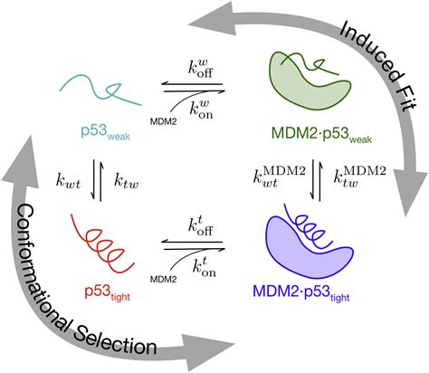 Bridging Microscopic And Macroscopic Mechanisms Of P Mdm Binding