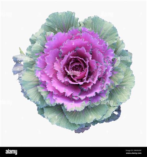 Ornamental Brassica Cut Out Stock Images Pictures Alamy