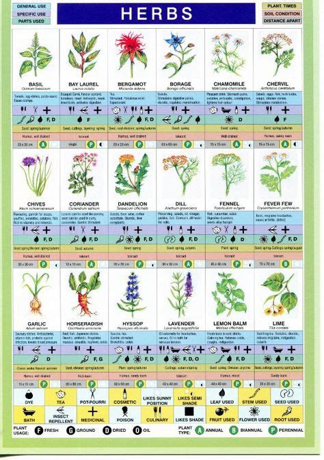 Herbs Chart Herbs Chart Plants