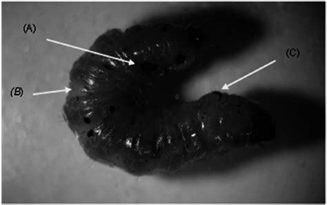 Different Lesions In A Comadia Redtenbacheri Larva Can Be Caused By