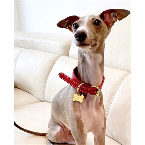 AnzuYuzuMugi & Ichigo ... | Italian greyhound, Dogs, Greyhound