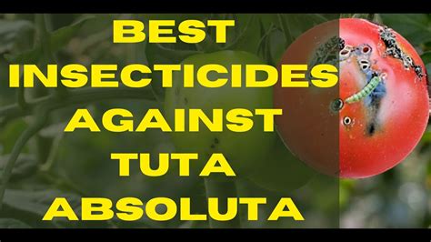 Best Insecticides Against Tuta Absoluta The Only Solution That Works