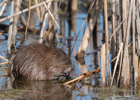 Muskrat Images - Mia McPherson's On The Wing Photography